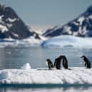 Antarctica may seem like a pristine wilderness but plastic pollution can be found in many places (Picture: Juan Barreto)