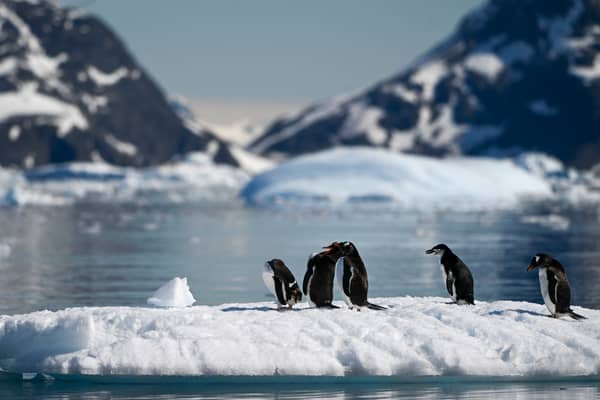 Antarctica may seem like a pristine wilderness but plastic pollution can be found in many places (Picture: Juan Barreto)