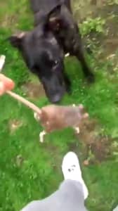 Liam Fair, taunting his dog with the rat. A man has been found guilty of using his neglected dog to cause "unnecessary suffering" to a rat in a shocking video.