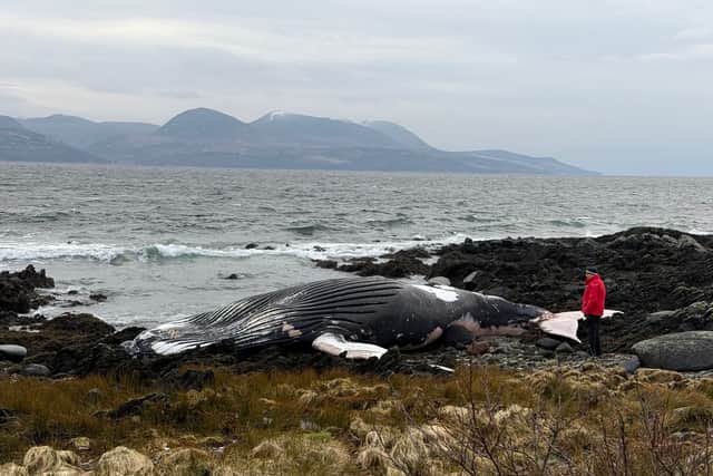 Young male humpback whale washes up on Kintyre peninsula showing significant entanglement wounds