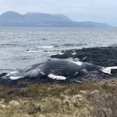 Young male humpback whale washes up on Kintyre peninsula showing significant entanglement wounds