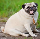 It's not always as obvious as this that a dog is overweight.