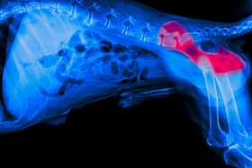 An x-ray of a dog showing issues relating to hip dysplasia.