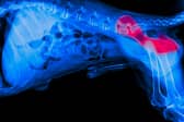 An x-ray of a dog showing issues relating to hip dysplasia.