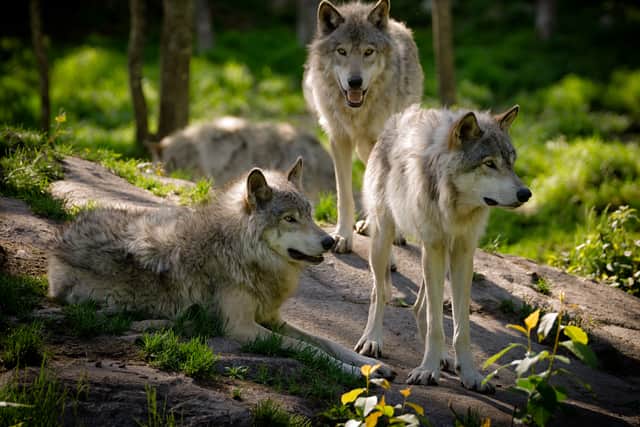 A small pack of three Eastern timber wolves