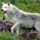 Scotland's only wolf pack, father Tor with his six new cubs, making their debut at the Highland Wildlife Park at Kincraig, near Aviemore