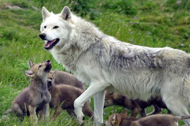 Scotland's only wolf pack, father Tor with his six new cubs, making their debut at the Highland Wildlife Park at Kincraig, near Aviemore