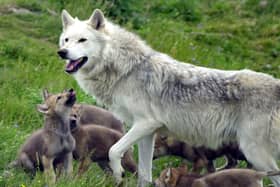 Scotland's only wolf pack, father Tor with his six new cubs, making their debut at the Highland Wildlife Park at Kincraig, near Aviemore