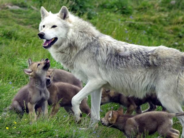 Scotland's only wolf pack, father Tor with his six new cubs, making their debut at the Highland Wildlife Park at Kincraig, near Aviemore