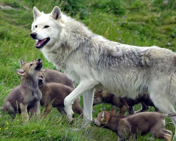 Scotland's only wolf pack, father Tor with his six new cubs, making their debut at the Highland Wildlife Park at Kincraig, near Aviemore
