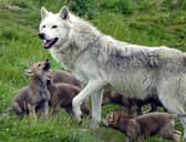 Scotland's only wolf pack, father Tor with his six new cubs, making their debut at the Highland Wildlife Park at Kincraig, near Aviemore