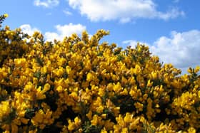 Flowering gorse is the one of the signs that spring has arrived in Scotland.