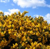 Flowering gorse is the one of the signs that spring has arrived in Scotland.
