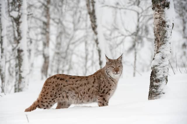 A European Lynx in birch wood in Norway during winter. Taken in controlled conditions in March 2009