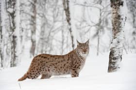 A European Lynx  in birch wood in Norway during winter. Taken in controlled conditions in March 2009. PIC: Mark Hamblin/scotlandbigpicture.com