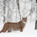 A European Lynx  in birch wood in Norway during winter. Taken in controlled conditions in March 2009. PIC: Mark Hamblin/scotlandbigpicture.com