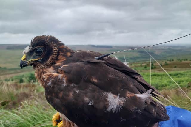 Red, the hen harrier who fledged from Tarras Valley Nature Reserve last year