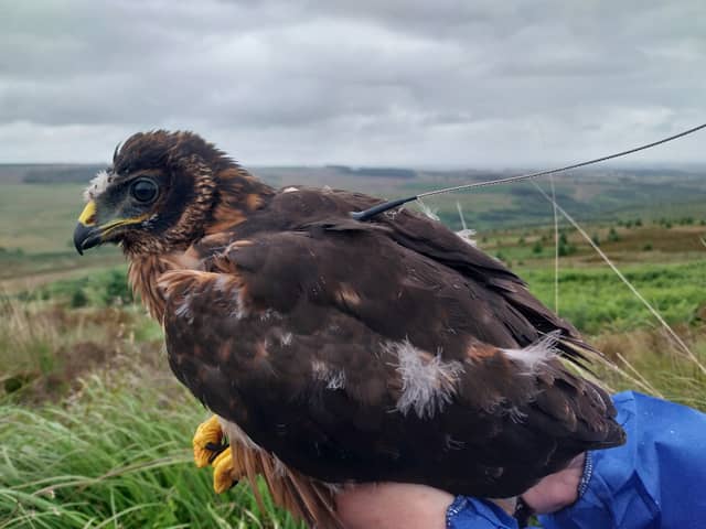 Red, the hen harrier who fledged from Tarras Valley Nature Reserve last year 