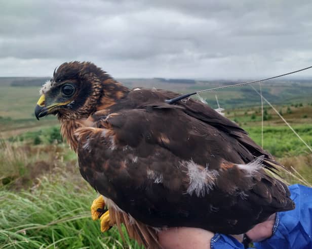 Red, the hen harrier who fledged from Tarras Valley Nature Reserve last year 