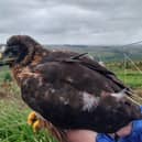 Red, the hen harrier who fledged from Tarras Valley Nature Reserve last year 