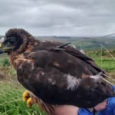 Red, the hen harrier who fledged from Tarras Valley Nature Reserve last year 