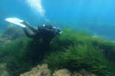 Seagrass is the world’s only flowering plant capable of living in seawater and an incredible ally in the fight against climate change (Picture: Pascal Pochard-Casabianca)