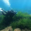 Seagrass is the world’s only flowering plant capable of living in seawater and an incredible ally in the fight against climate change (Picture: Pascal Pochard-Casabianca)