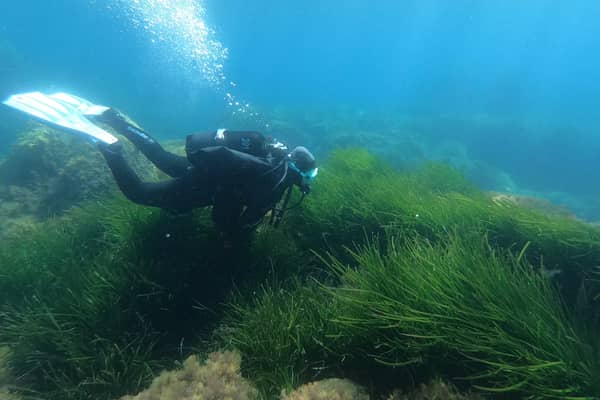 Seagrass is the world’s only flowering plant capable of living in seawater and an incredible ally in the fight against climate change (Picture: Pascal Pochard-Casabianca)