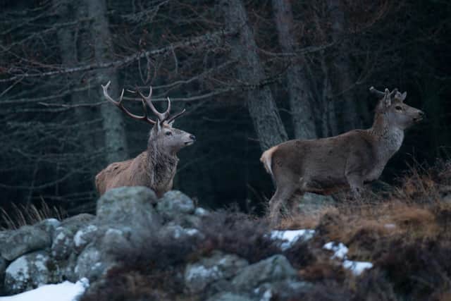 Some deer managers have claimed shots fired at deer using copper bullets are more prone to ricochets than lead