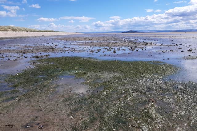 Seagrass meadows exposed at low tide on Kinghorn beach in Fife