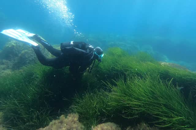 Seagrass is the world’s only flowering plant capable of living in seawater and an incredible ally in the fight against climate change (Picture: Pascal Pochard-Casabianca)