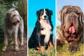 Three of the world's largest dog breeds.