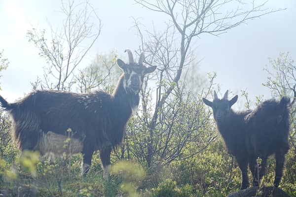 The feral goats roam the Langholm moors 