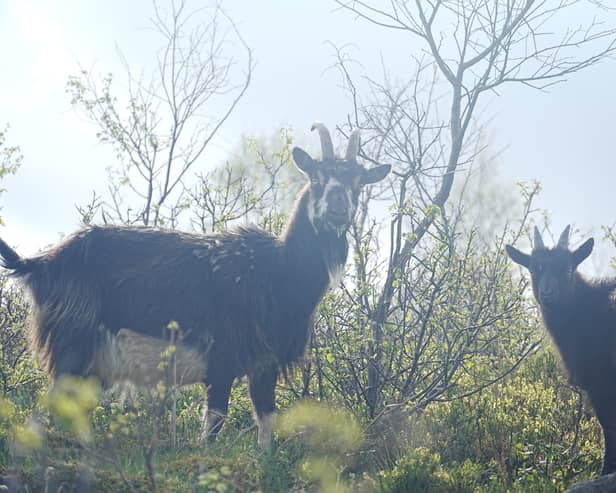 The feral goats roam the Langholm moors 