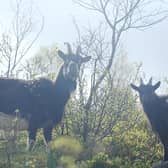 The feral goats roam the Langholm moors 