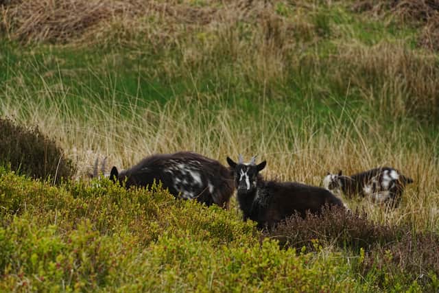 Oxygen Conservation said the goats are destroying the surrounding habitat and the numbers have to be reduced