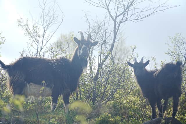 A feral goat with a kid in the Tarras Valley near the town of Langholm