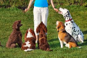 Some breeds of dog are generally easier to train than others.