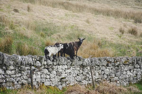 The feral goats are popular with visitors and locals alike in the Langholm community 
