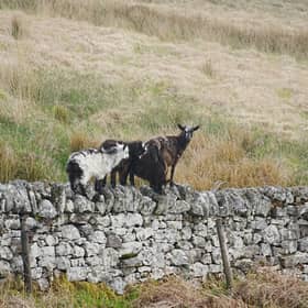 The feral goats are popular with visitors and locals alike in the Langholm community 