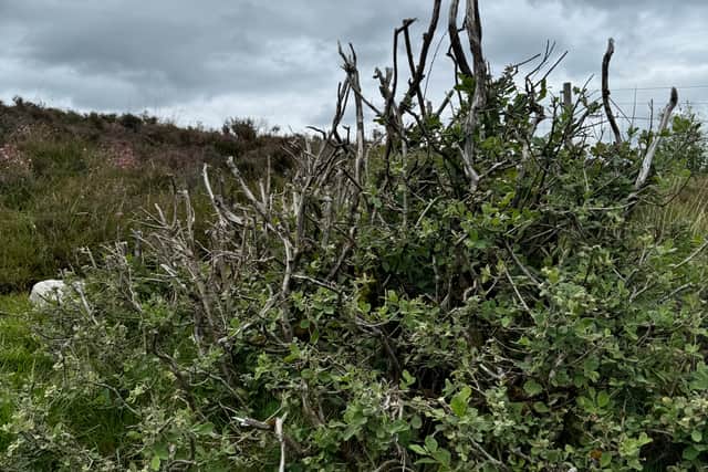 JMT said montane willow growing without protective fencing shows herbivore damage, and the aim of the new fence at Schiehallion is to protect this tree and others like it.