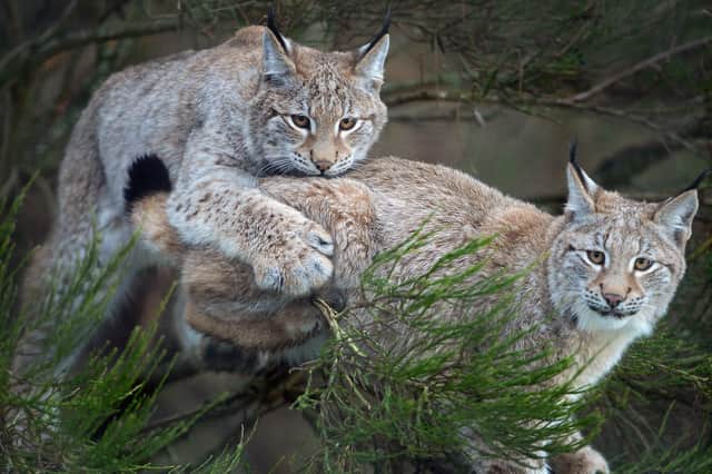 Talk of reintroducing the lynx to Scotland appears at odds with ideas about banning domestic cats (Picture: Jeff J Mitchell)