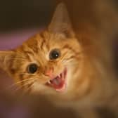 Scotland's First Minister John Swinney found himself in the strange position of having to deny there was any plan to ban cats (Picture: Christopher Furlong)