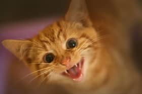 Scotland's First Minister John Swinney found himself in the strange position of having to deny there was any plan to ban cats (Picture: Christopher Furlong)