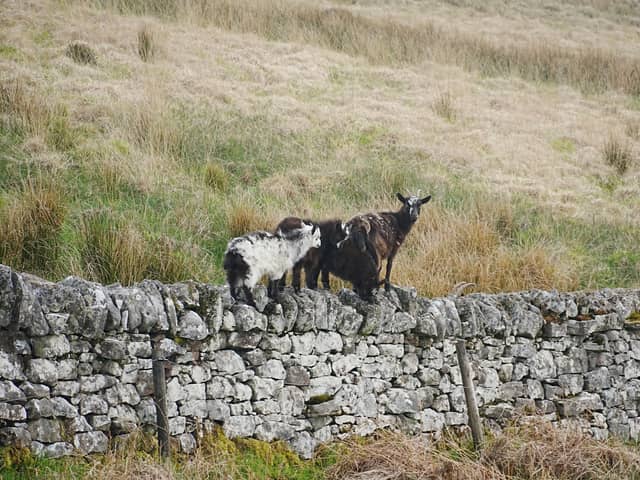 The feral goats of Langholm are to be culled 