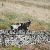 The feral goats of Langholm are to be culled 