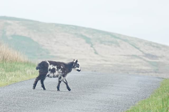 The feral goats have roamed the moors for generations