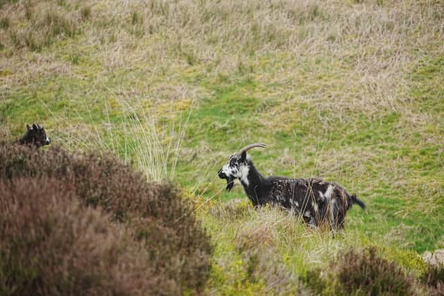 Oxygen Conservation claims the feral goats are damaging the surrounding habitat