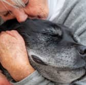 Some dogs are most likely to live to a ripe old age than others.