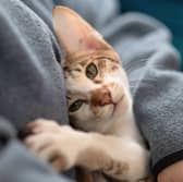 Some breeds of cat tend to be more loving than others.